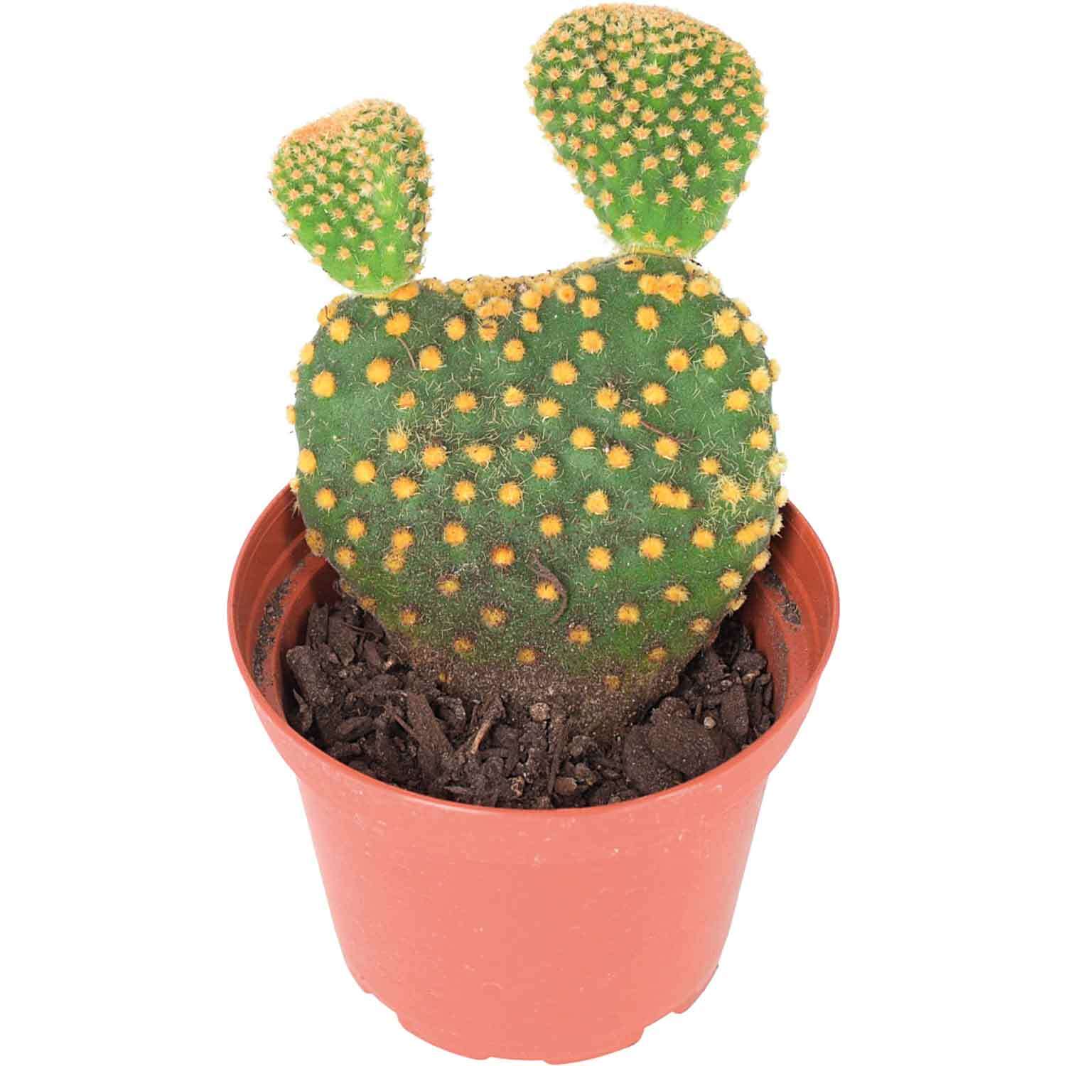 Cacti