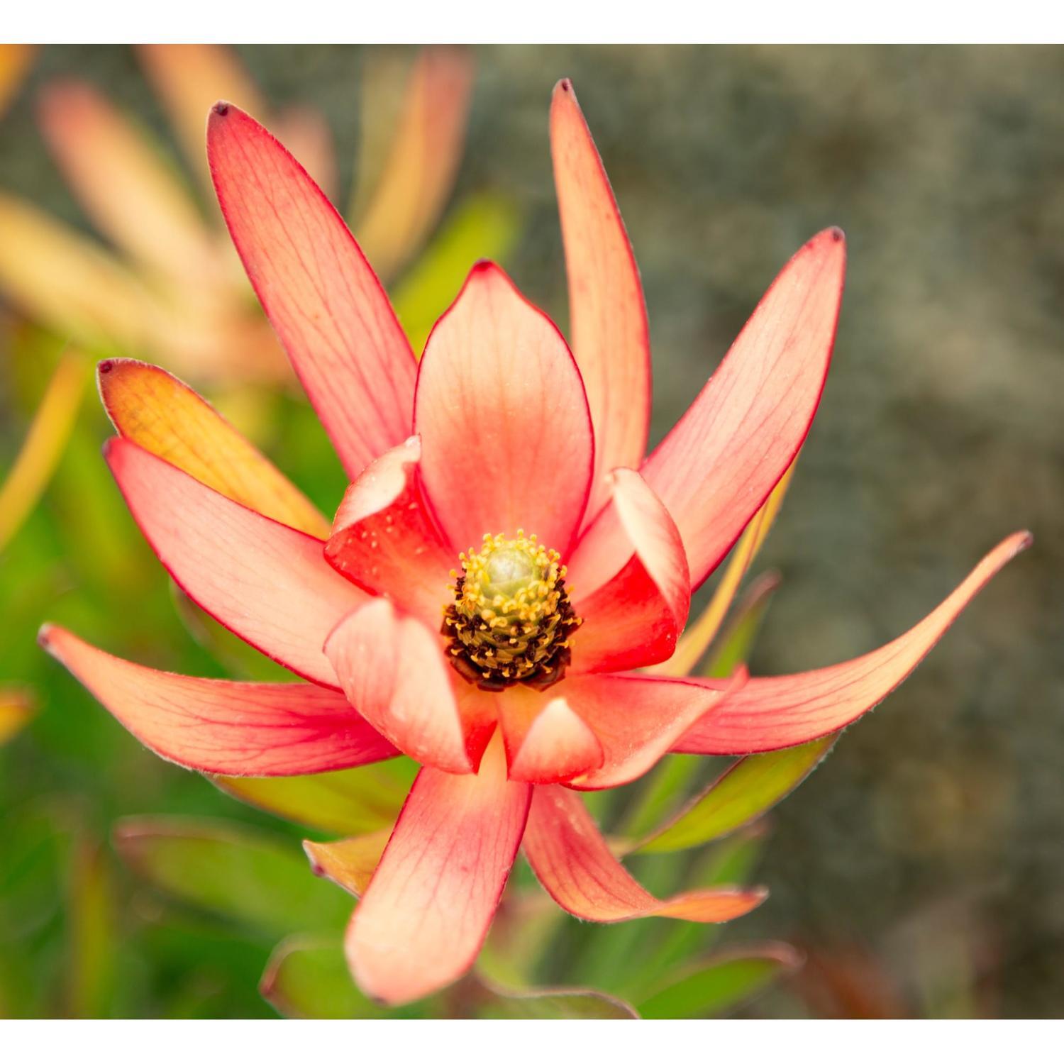 Leucadendron Coppertone