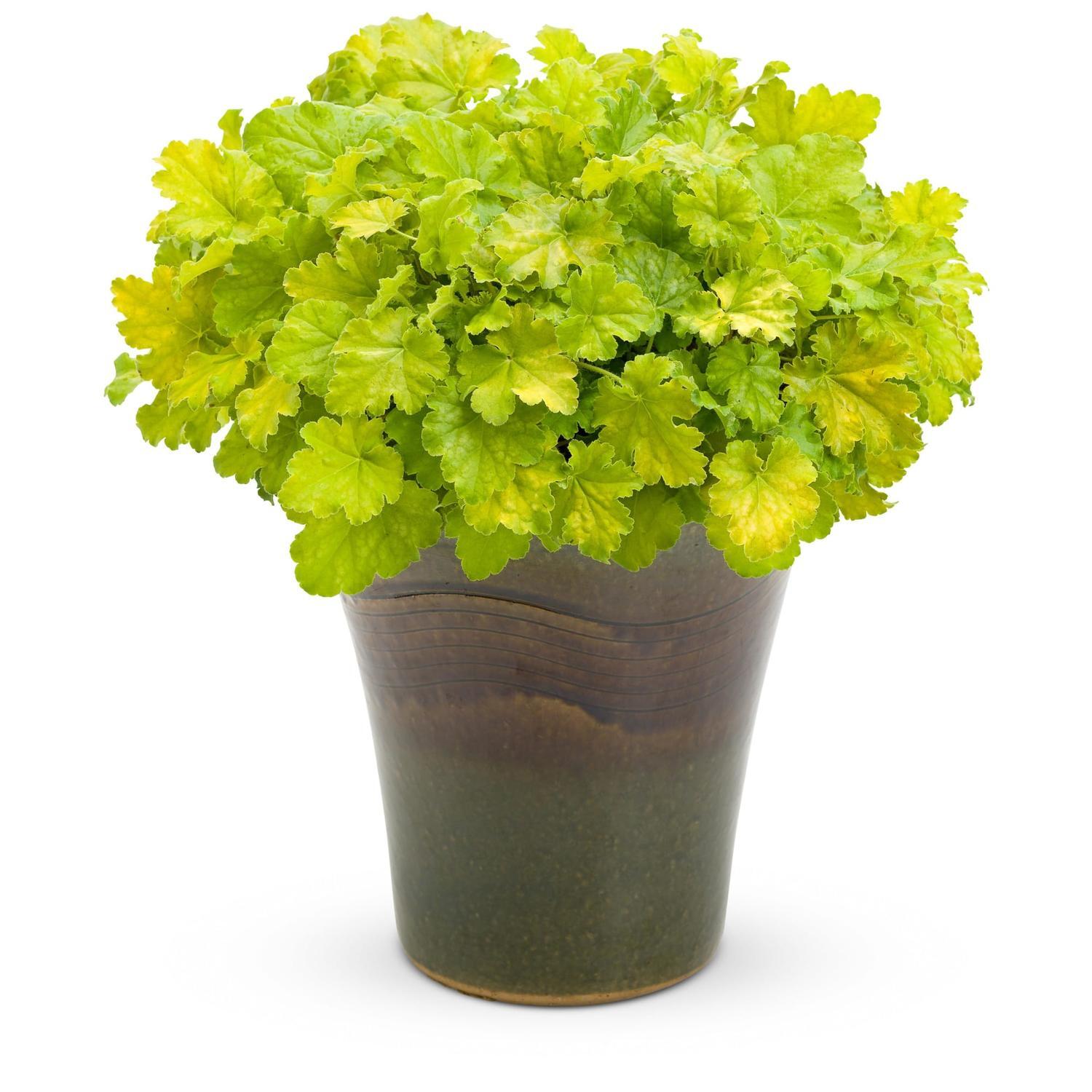Heuchera 'Key Lime Pie'