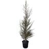 Lepospermum 'Tea Tree' Martinii 8.5L