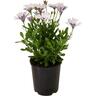 Cape Daisy Sideshow 1.5 litre White