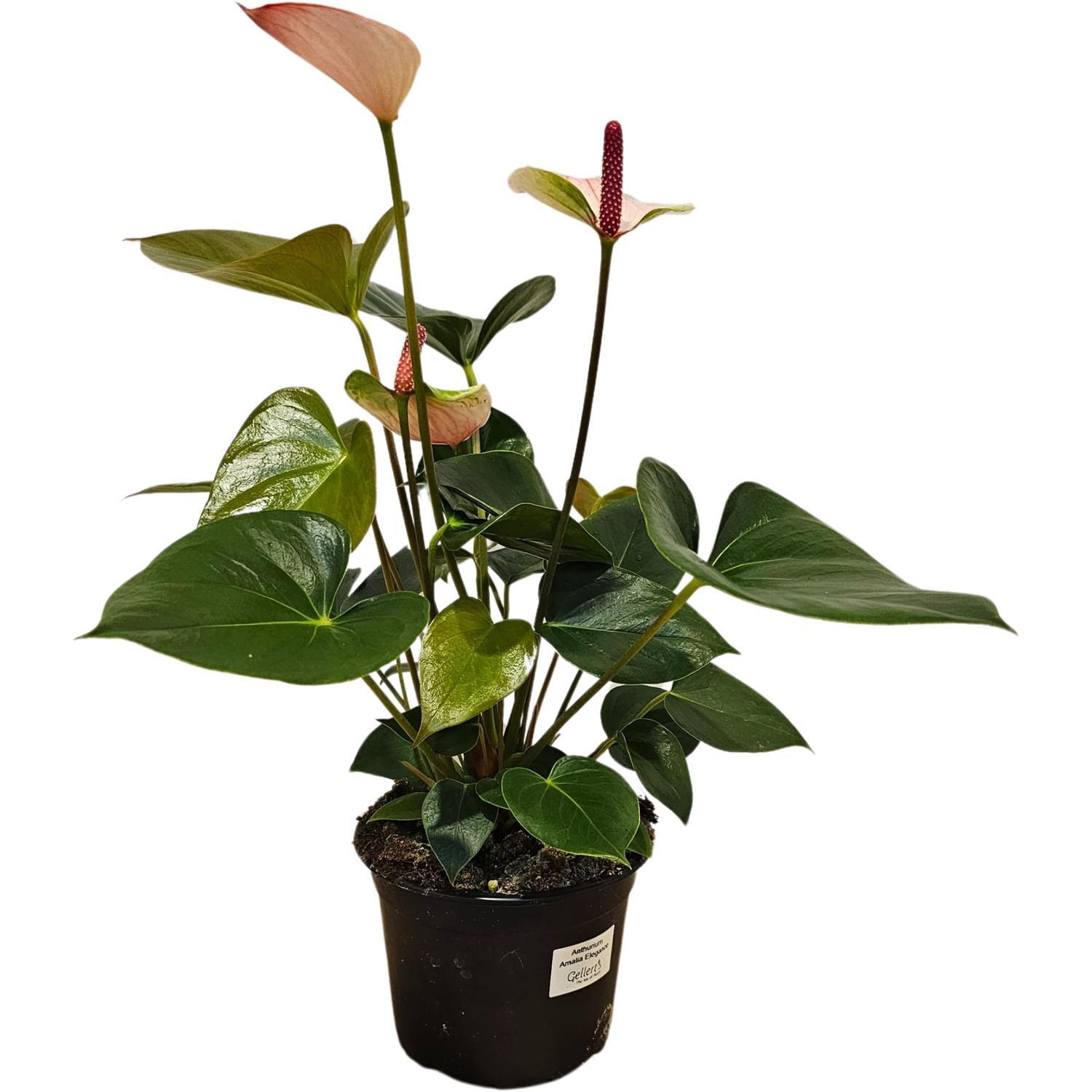 Anthurium Princess Amelia Elegance 14cm