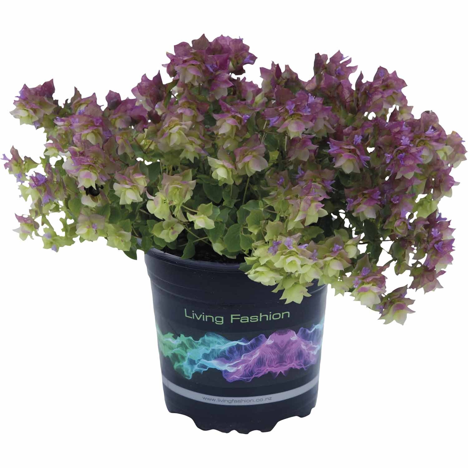 Origanum  Bellissimo