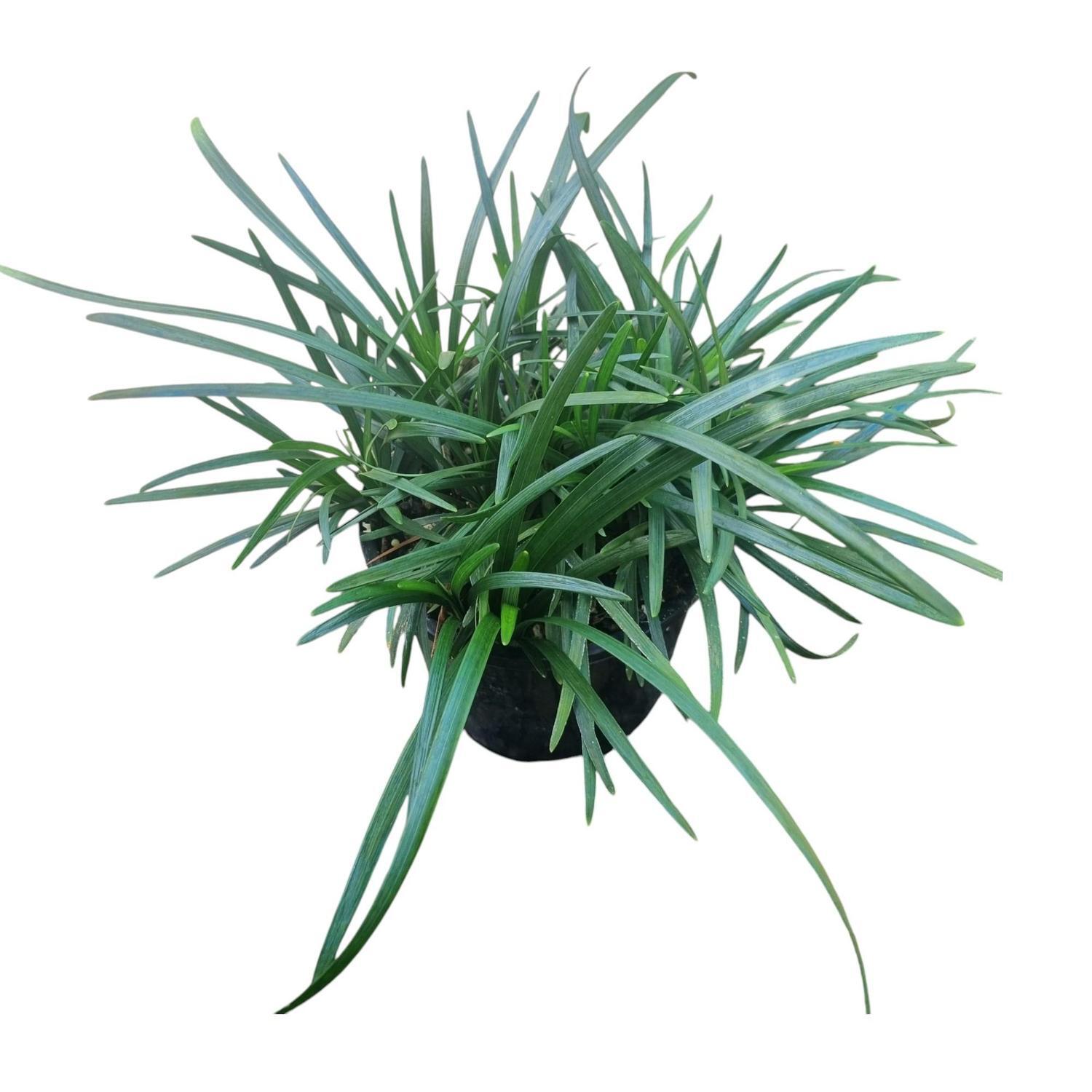 Ophiopogon 'Mondo Grass' Planiscapus 1.3L