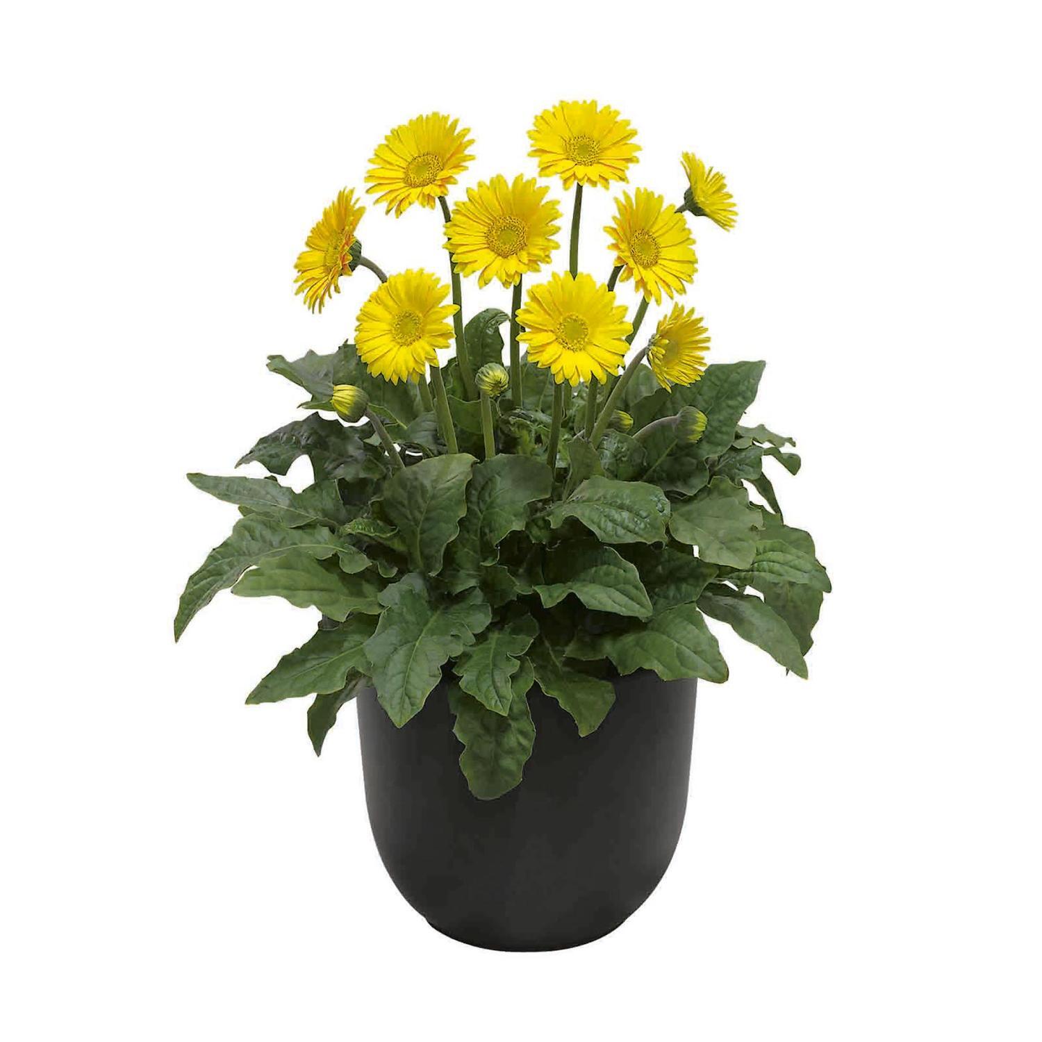 Gerbera Sweet Smile