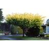Sophora Macrocarpa Sun King