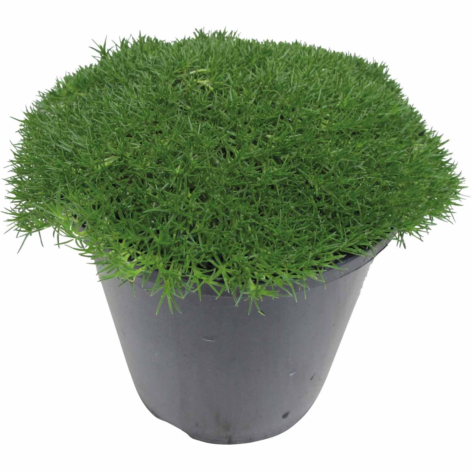 Scleranthus Biflorus
