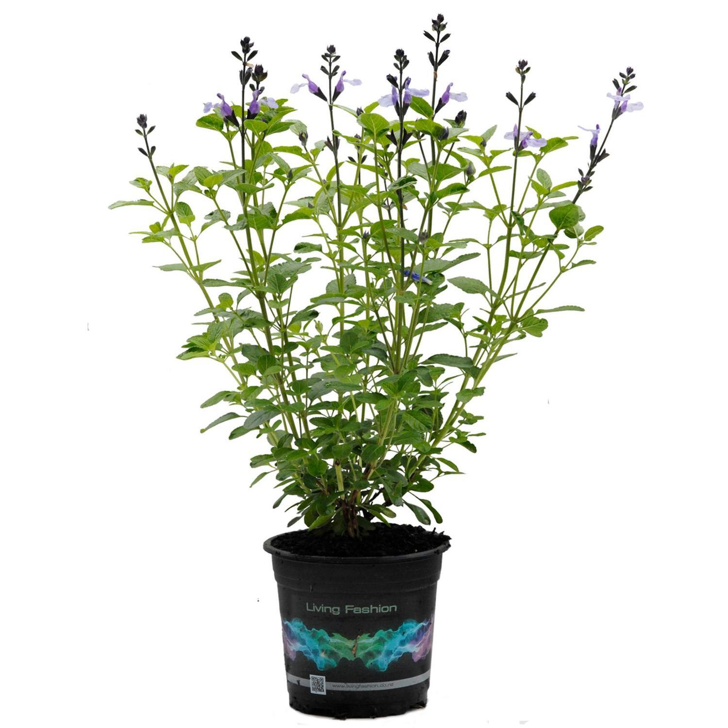 Salvia So Cool