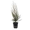 Leptospermum Wiri Linda