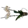 Phalaenopsis Flower White