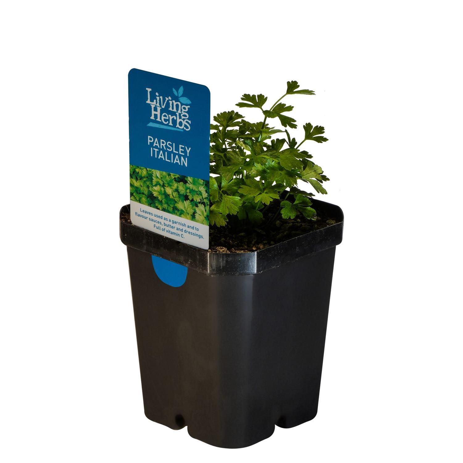 Parsley Italian