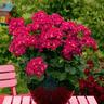 Pelargonium Tex Mex