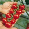 Gourmet Campari Tomato Patio Planter