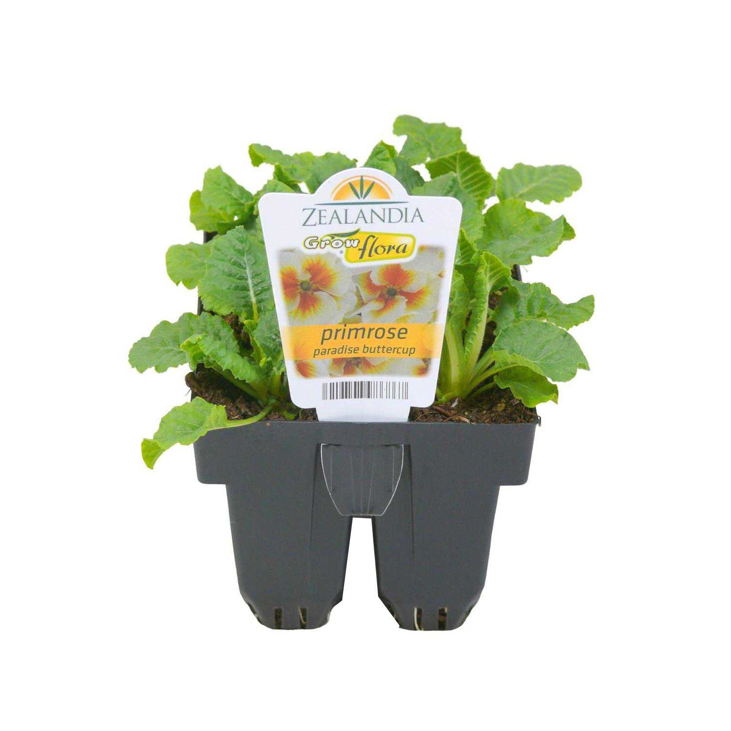 Primrose Paradise