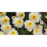 Mesembryanthemum Cameo