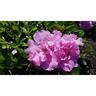 Azalea