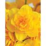 Daffodil Queensday