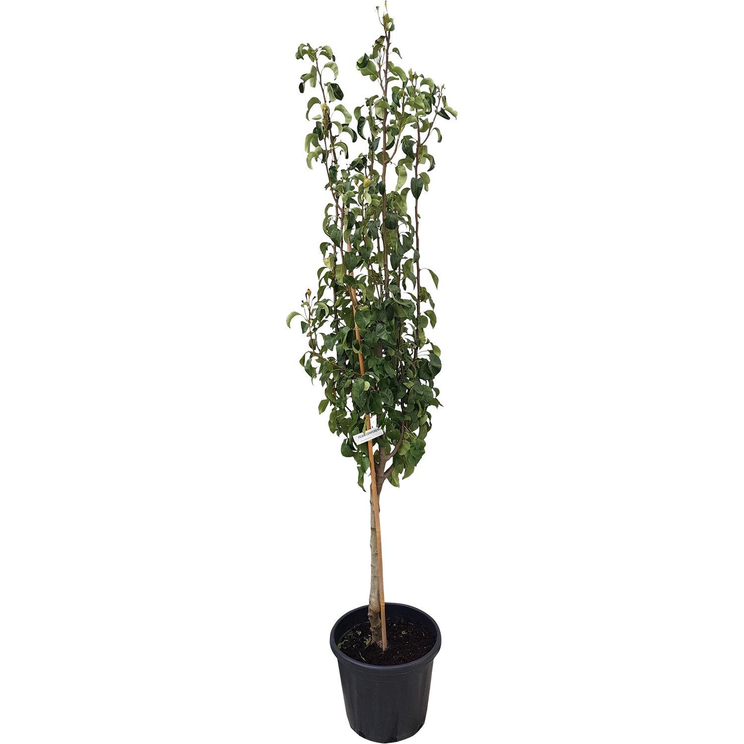 Pear Tree
