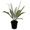 Blechnum Discolour 2.5 litre