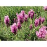 Lavender Lavish Rose