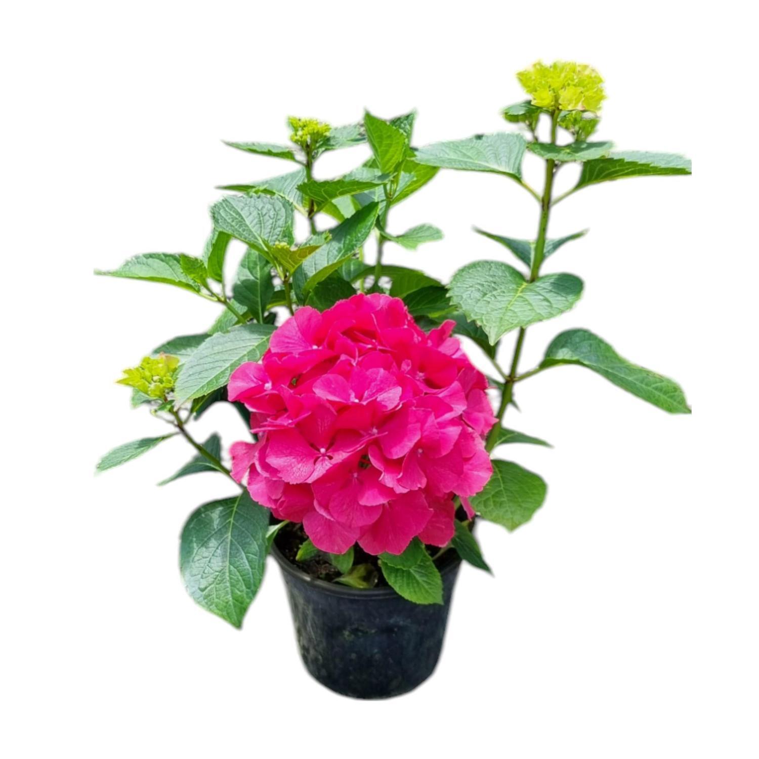 Hydrangea Masja 4L