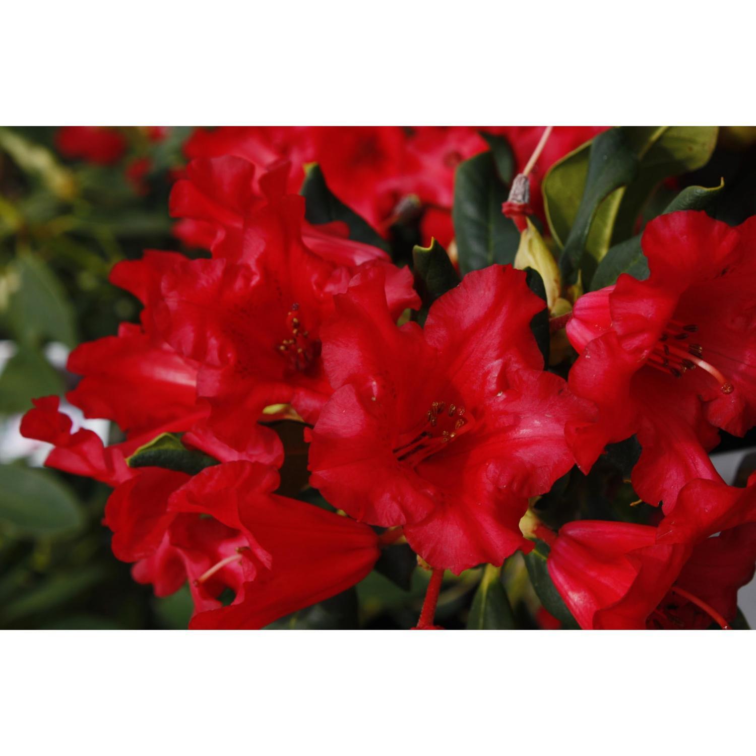 Rhododendron Baden Baden