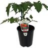 Grafted Tomato Beefsteak 140mm
