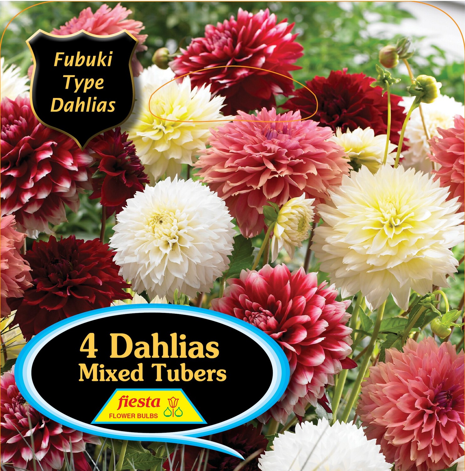 Dahlia Fubuki Type Mixed 4 Pack