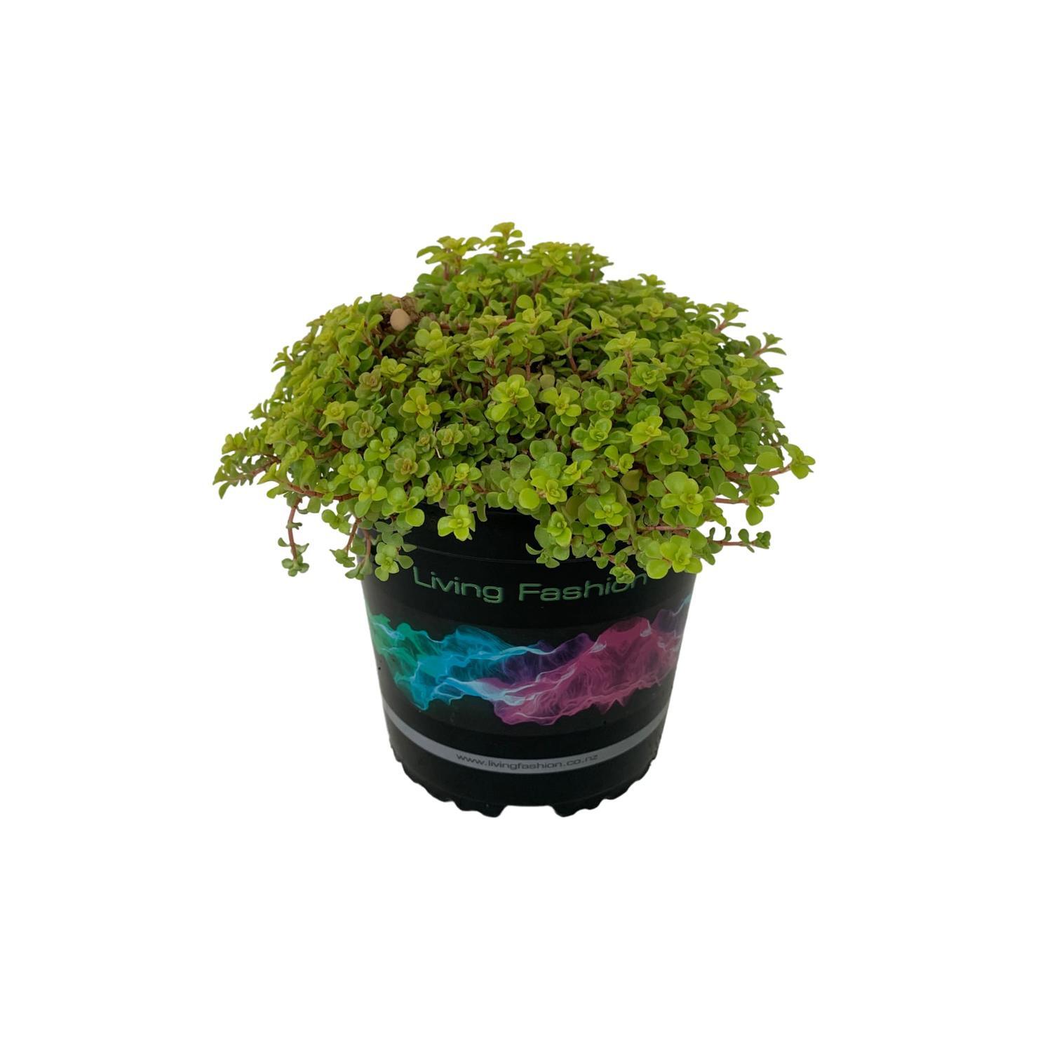 Sedum Makinoi Ogon