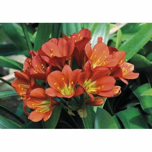 Clivia miniata hyrid Bronze