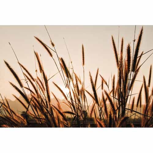 Splashback Beach Grass