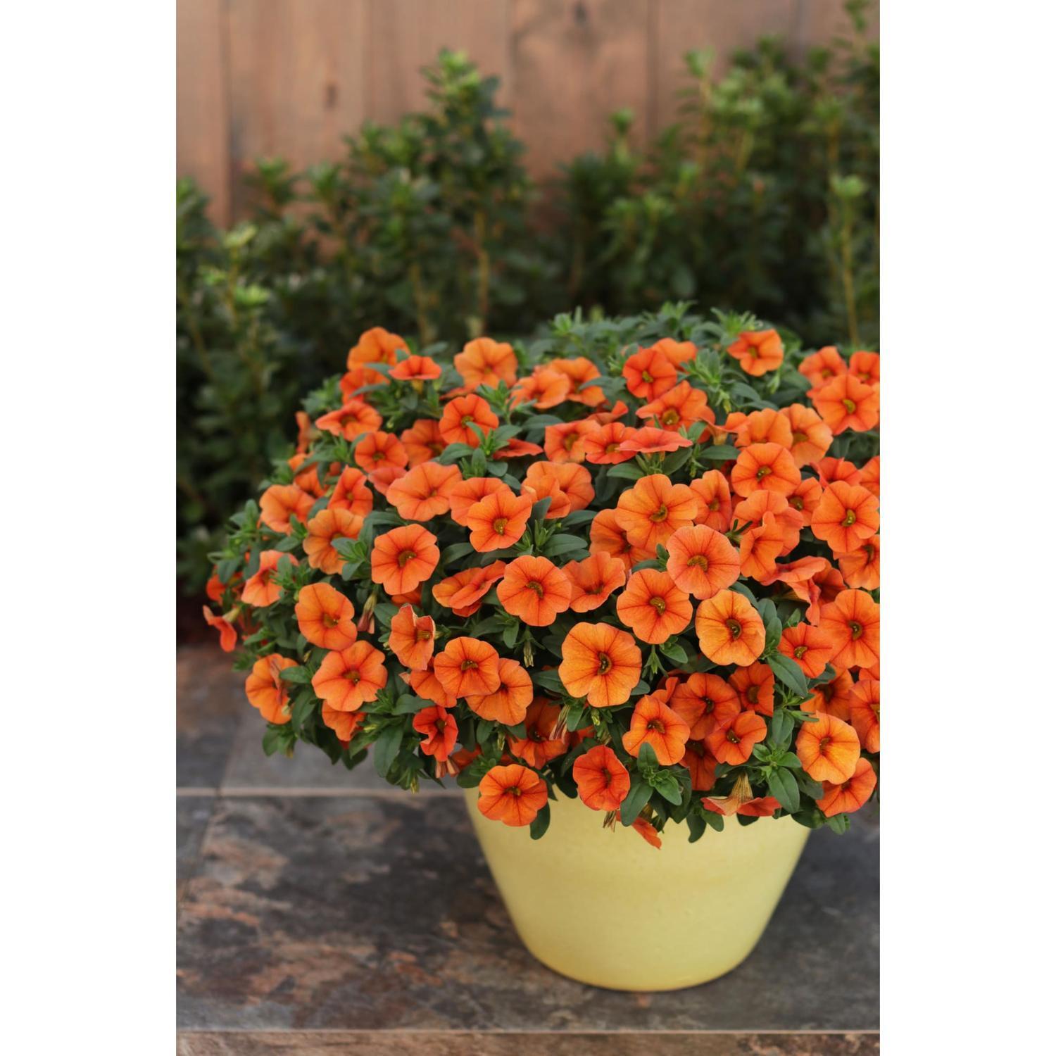 Calibrachoa Unique Orange