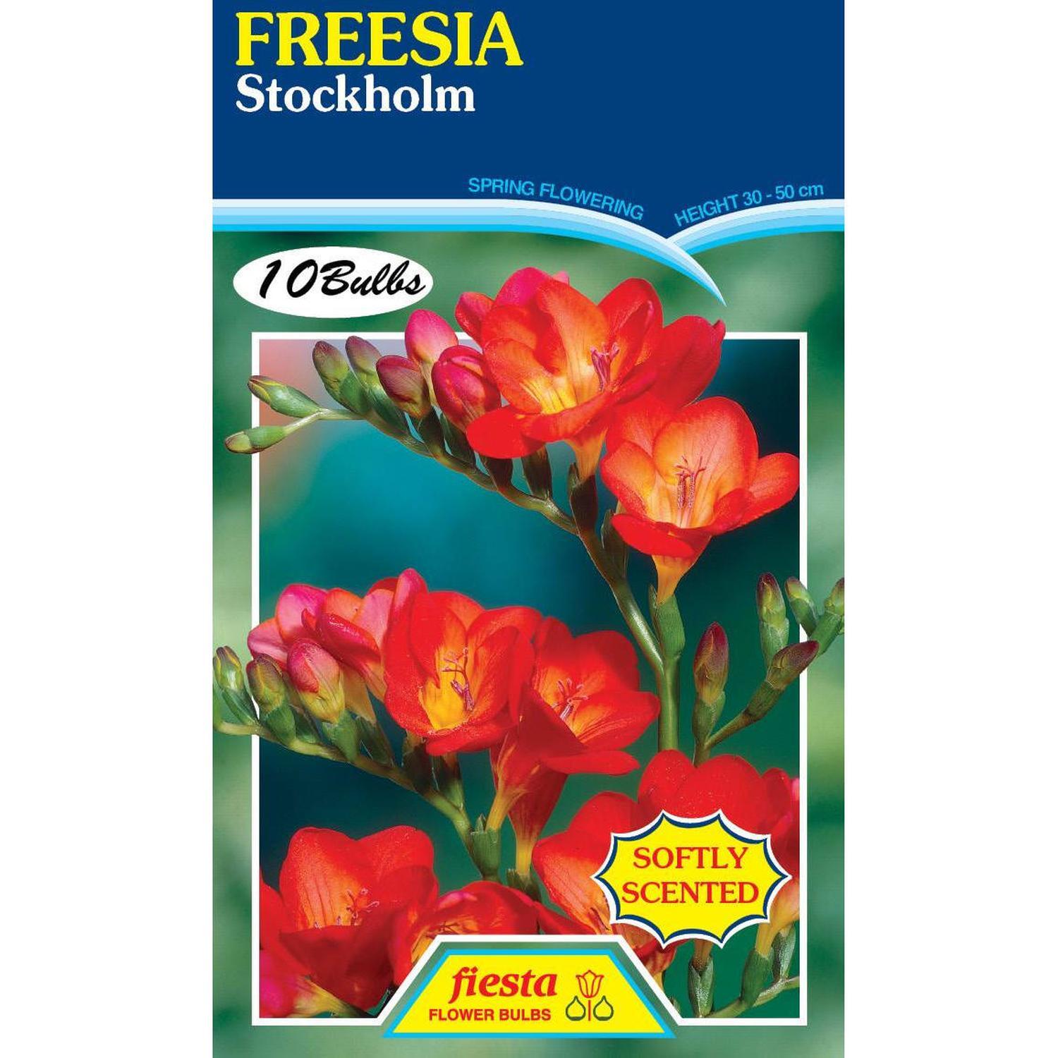 Freesia Stockholm 10 Pack