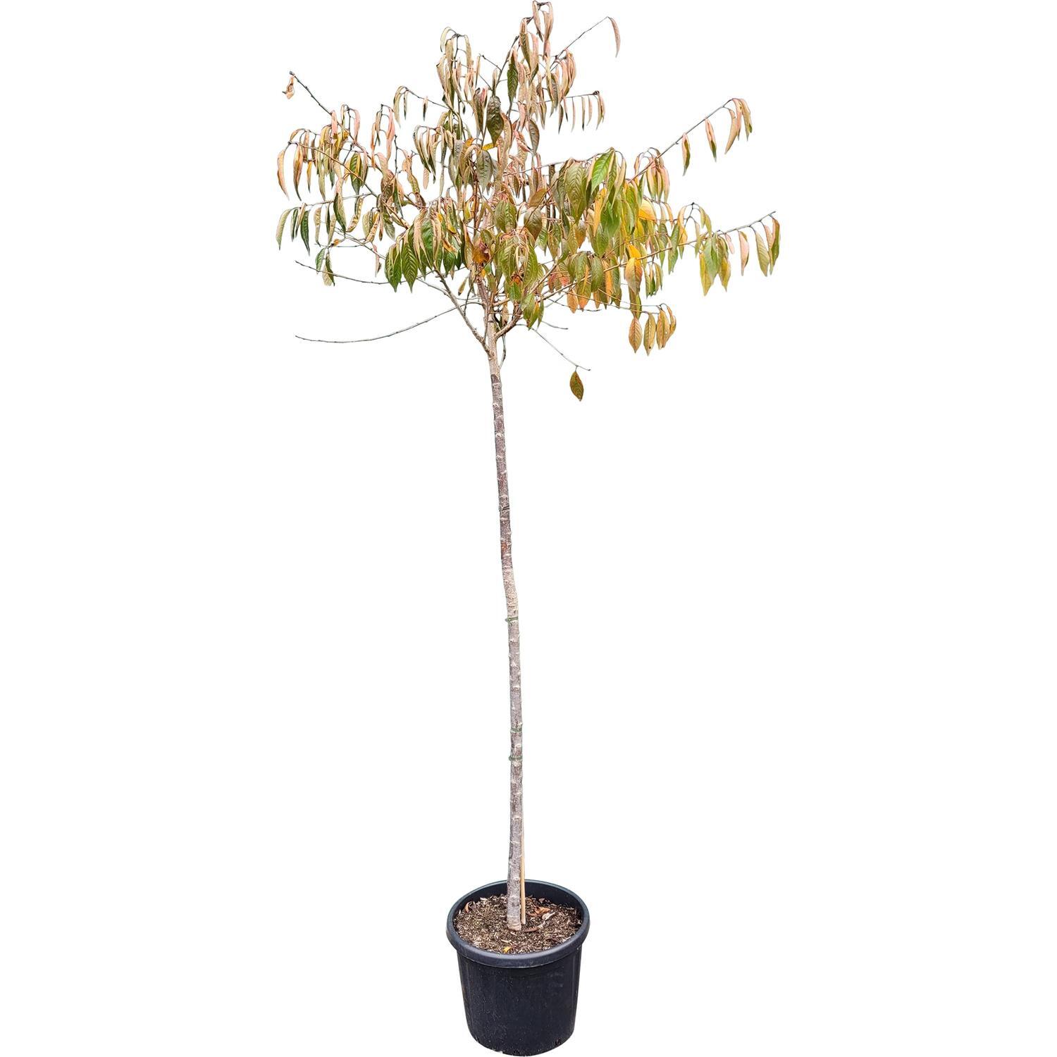 Prunus Awanui Top Worked