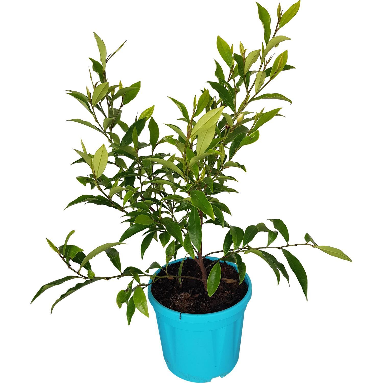 Michelia Figo