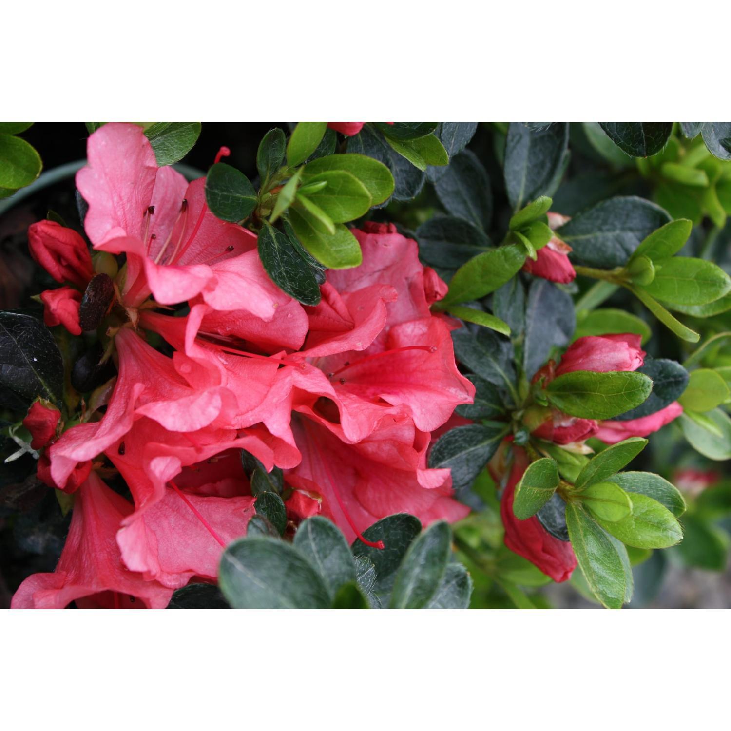 Azalea