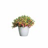 Calibrachoa Chameleon Double