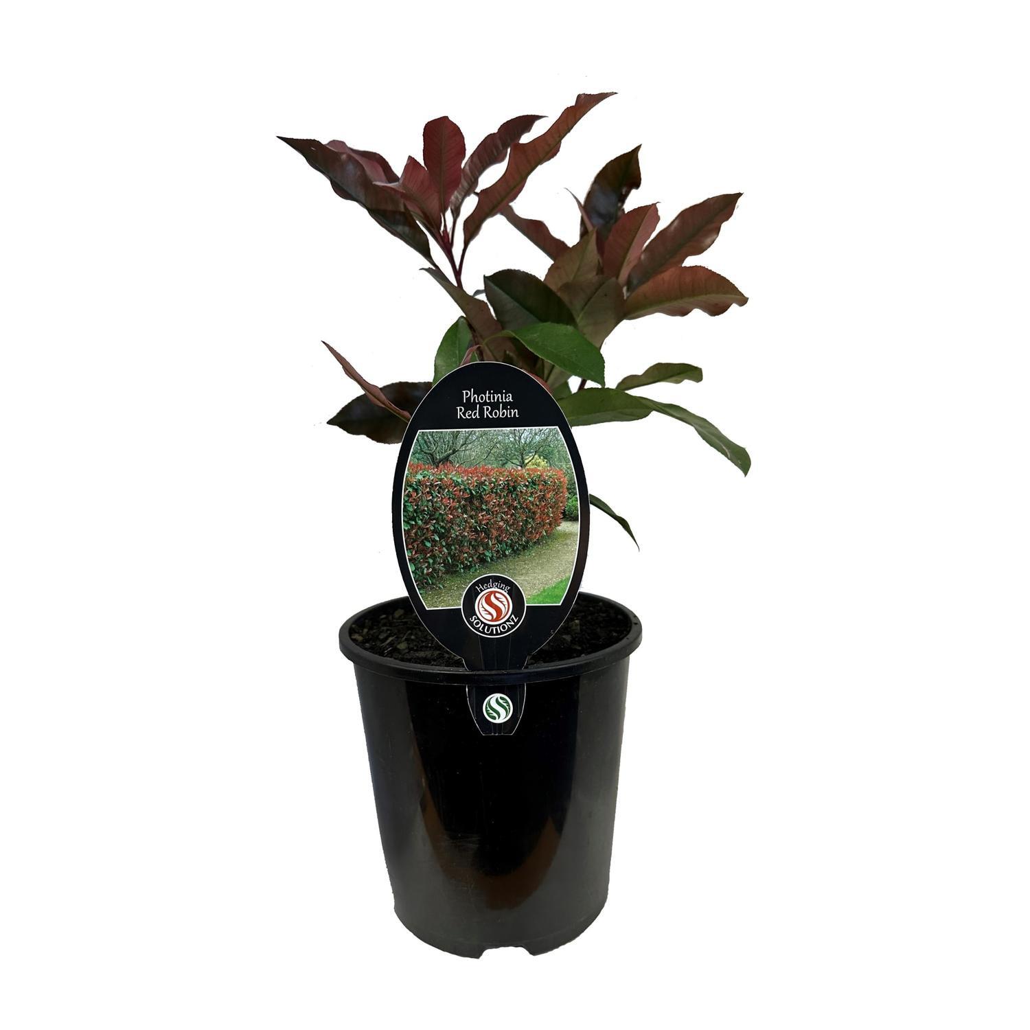 Photinia Red Robin 1.9 Litre