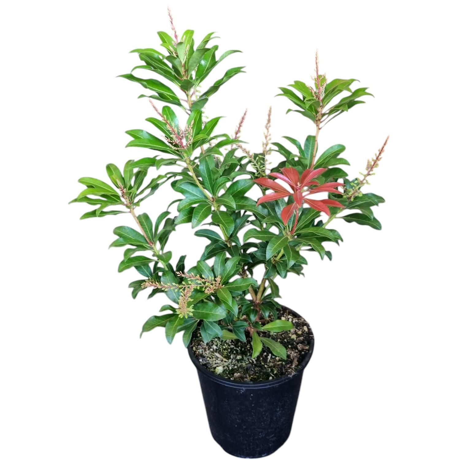 Pieris Mountain Fire 'Lily of the valley' 3.3L