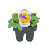 Primrose Paradise Pack of 6 Mix