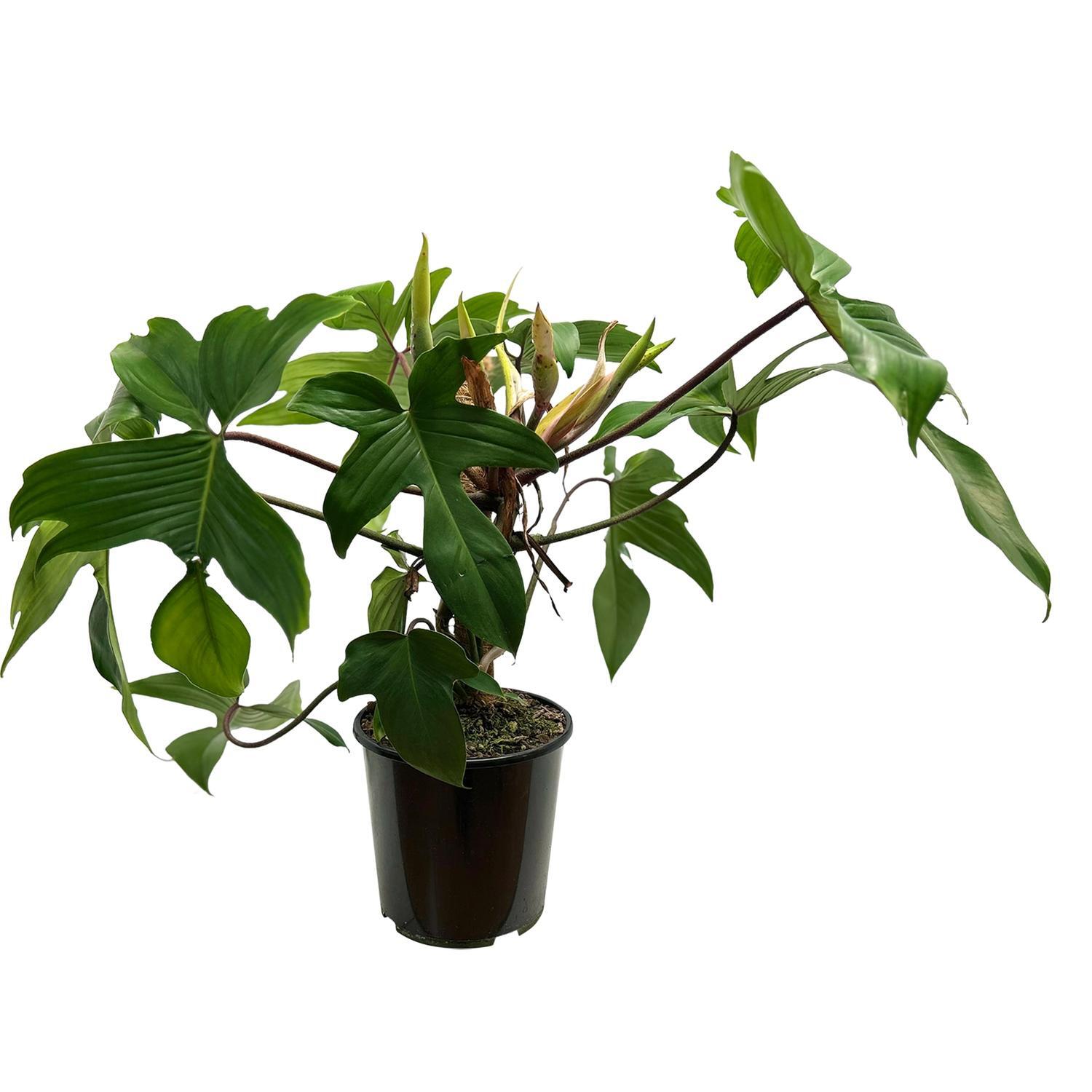 Philodendron Florida Specimen