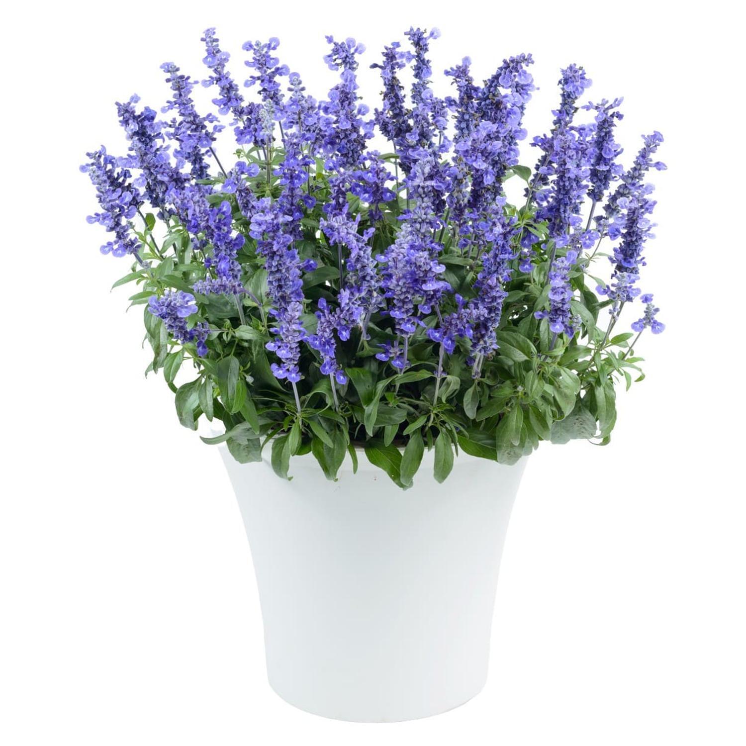 Salvia Sallyfun Deep Ocean