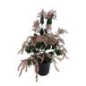 Pieris Dorothy Wykoff