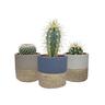 Assorted Cacti in Ceramic Pot