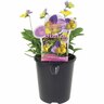 Viola Magnifi Scent Bonny