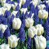 Spring Collection Border Buddies Mix 20 Pack