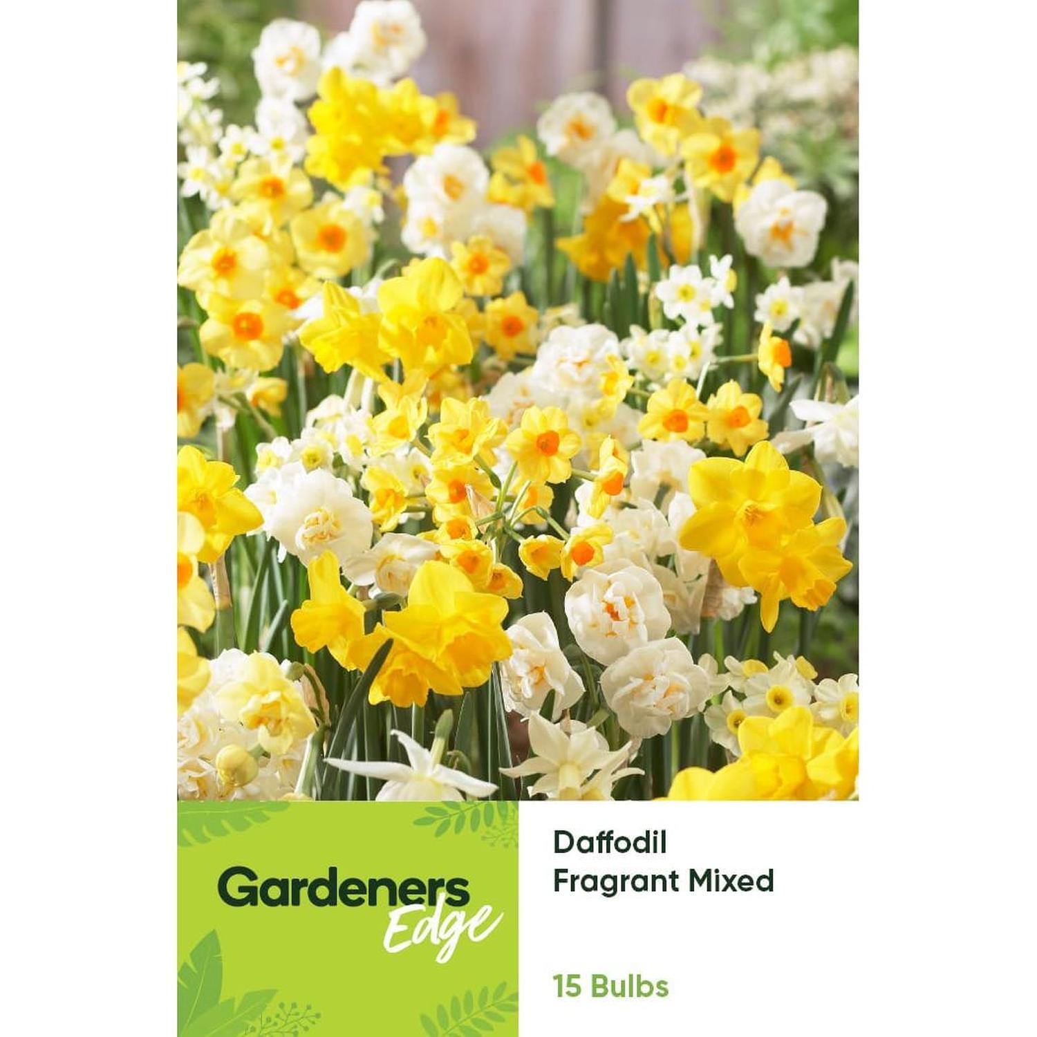 Daffodil Fragrant Mixed 15 Pack