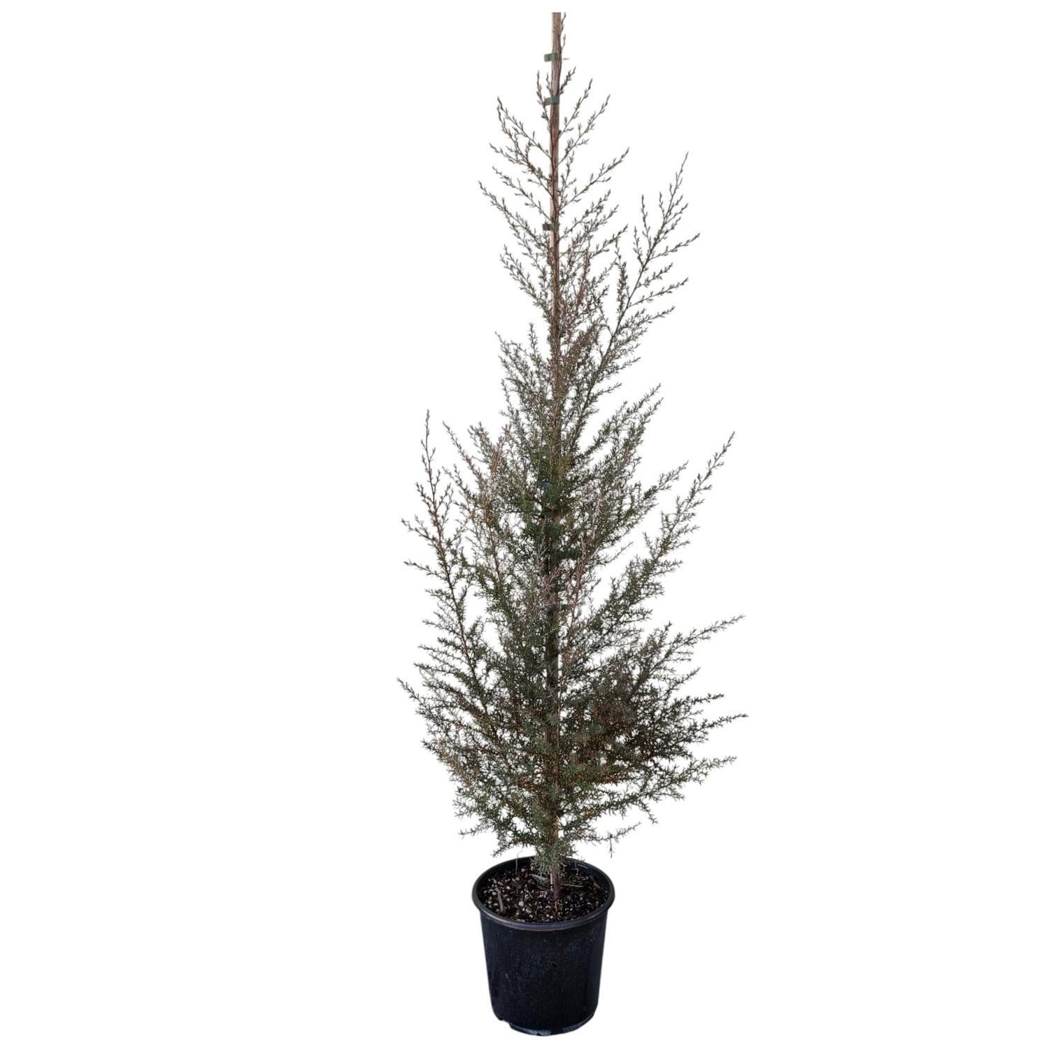 Lepospermum 'Tea Tree' Martinii 8.5L