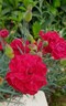 Dianthus Passion