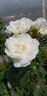 Rose White